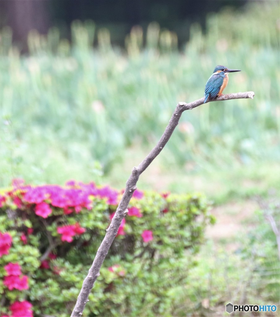 カワセミくん。