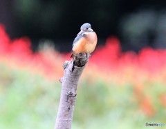 カワセミさん。