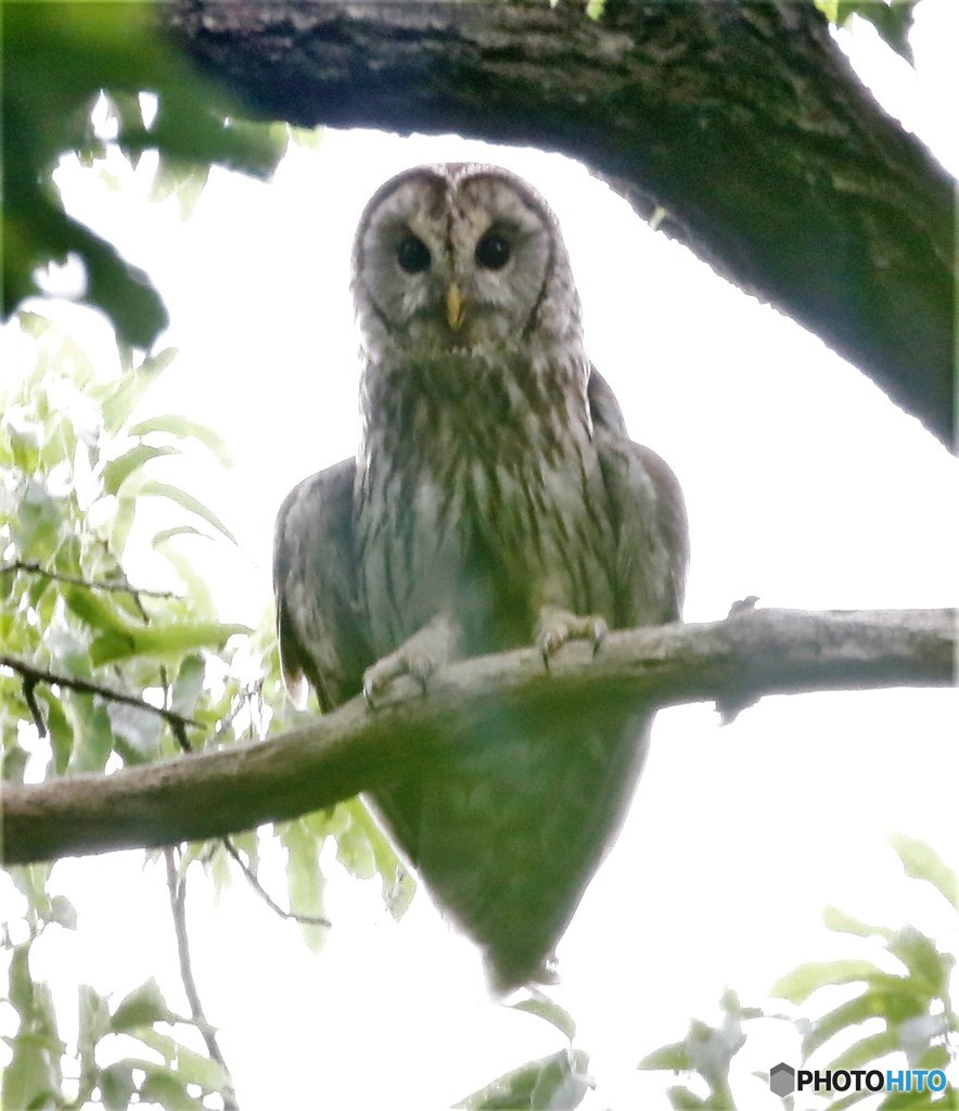 _MG_0299フクロウさんの成鳥。