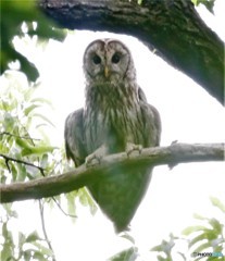 _MG_0299フクロウさんの成鳥。