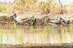 田んぼの愛鳥週間。