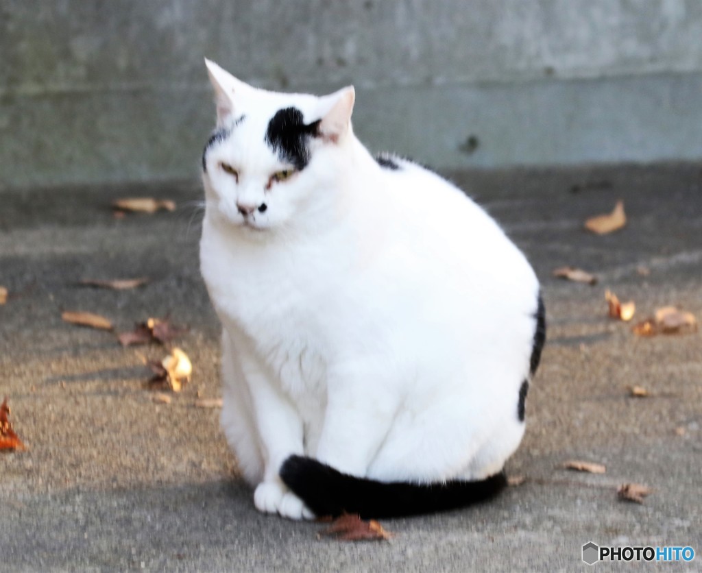 公園のネコさん。②