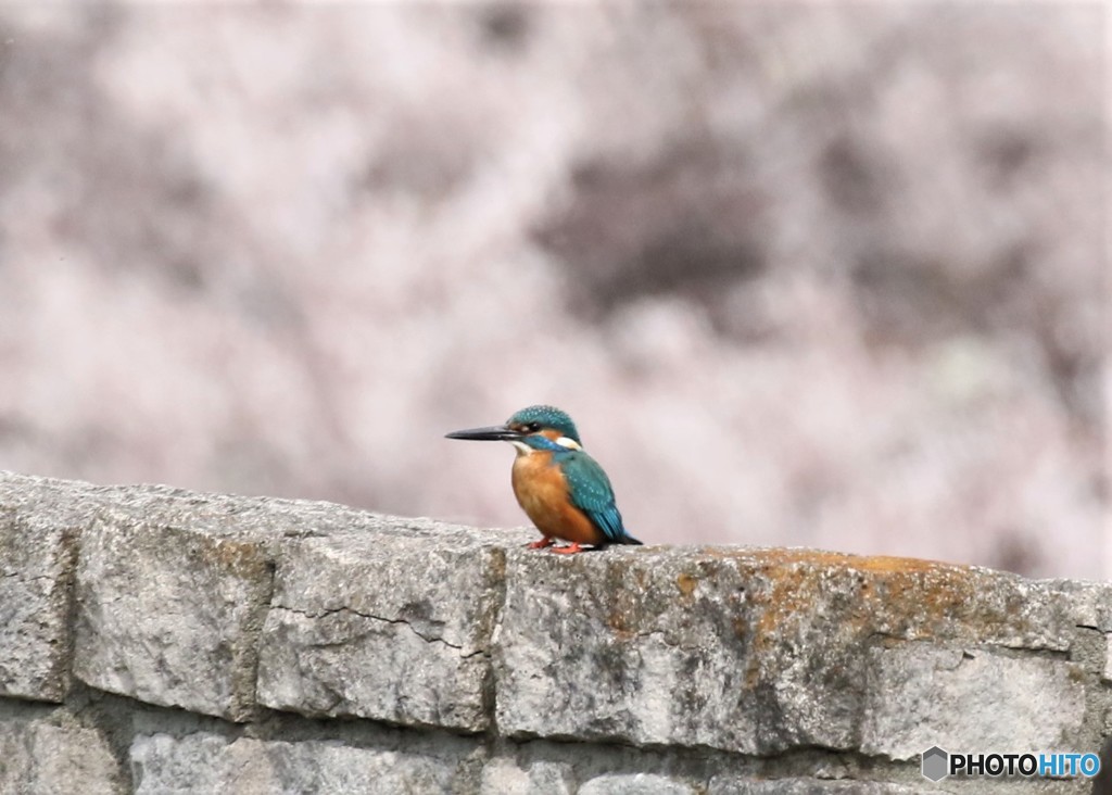 カワセミさん。