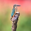 キョツケする、カワセミさん。