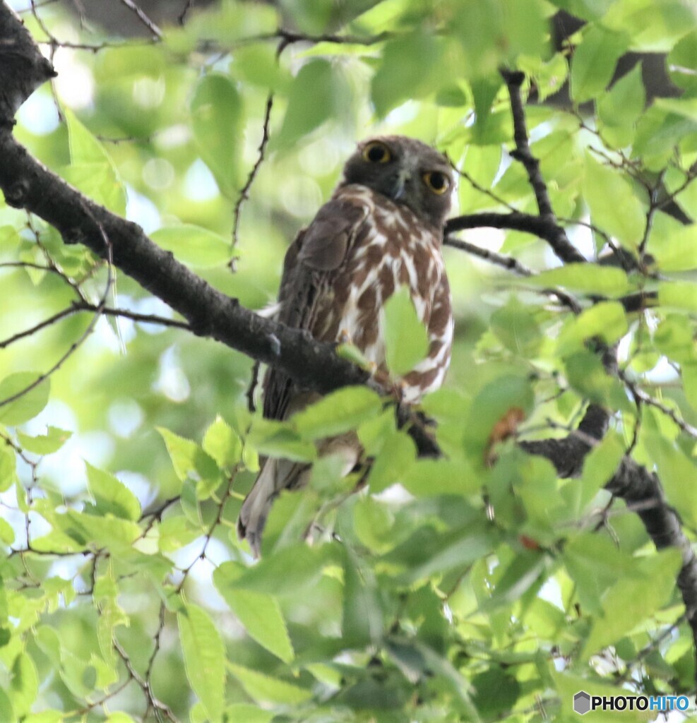 アオバズクさん・お父様かな。