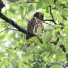 アオバズクさん・お父様かな。