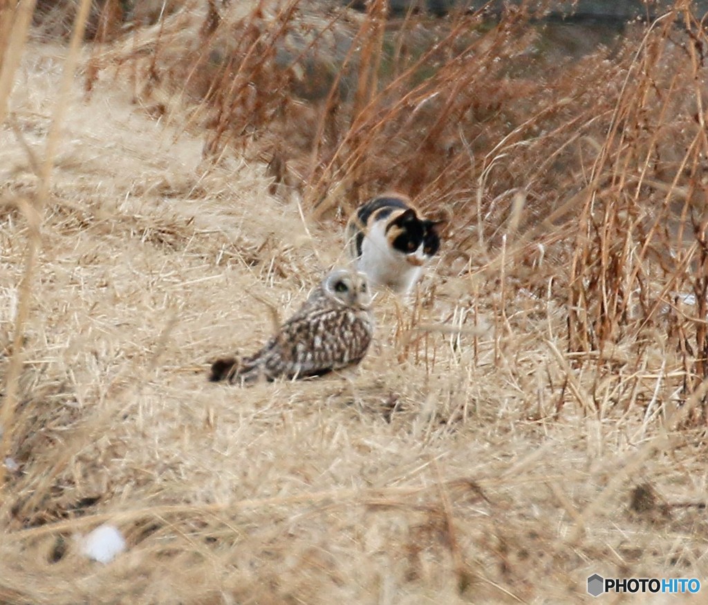 コミミズクさんとネコさん。