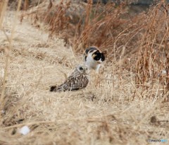 コミミズクさんとネコさん。