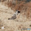 コミミズクさんとネコさん。