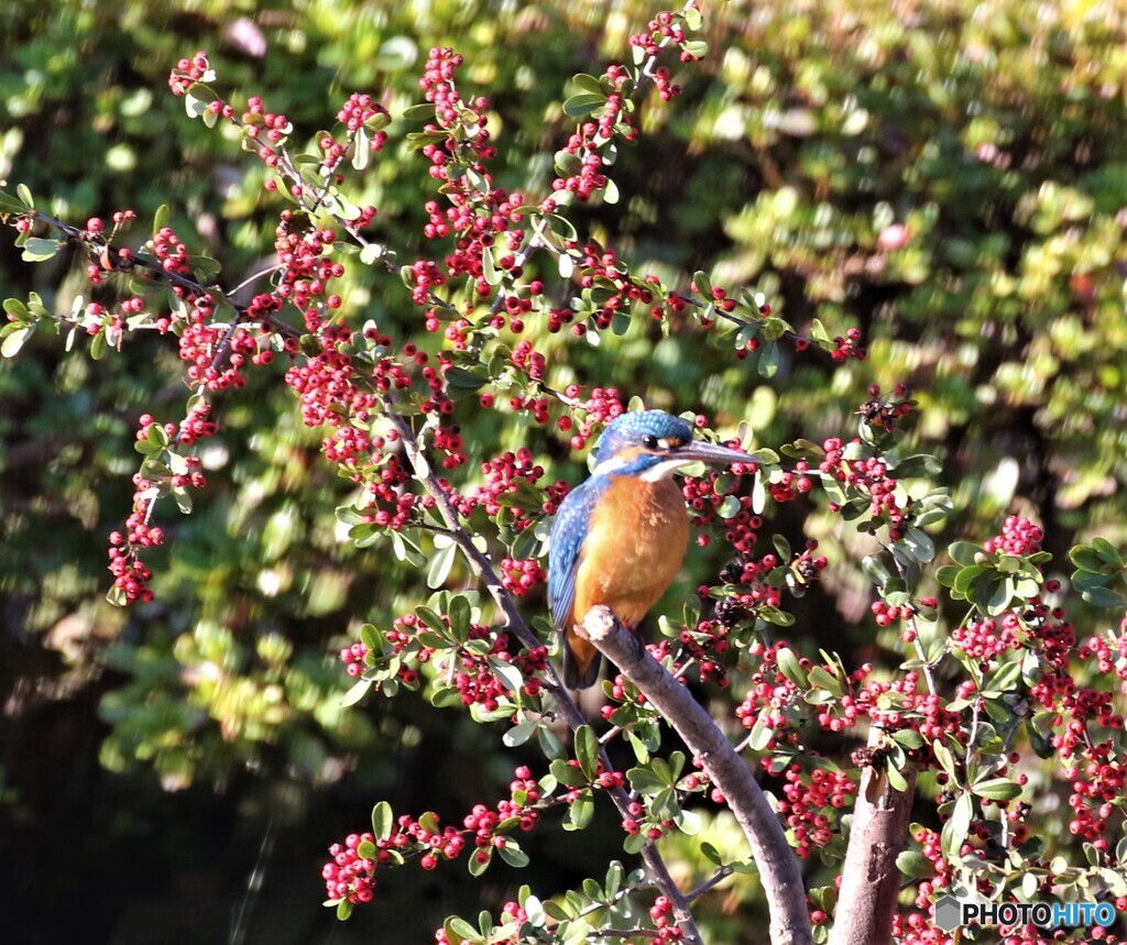 カワセミさん。