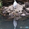 コサギさん。