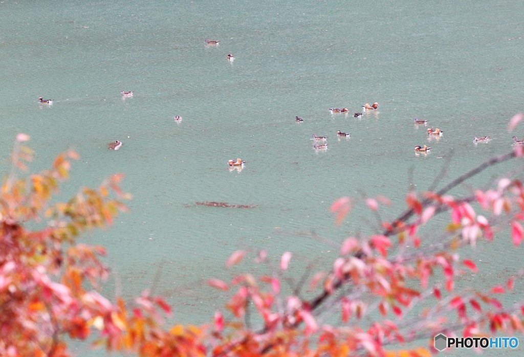 紅葉にオシドリさんたち。