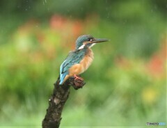 雨の中のカワセミさん。