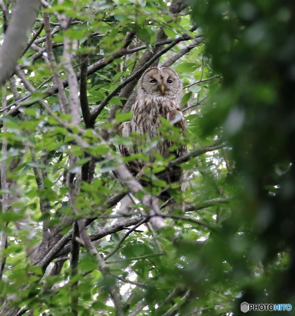 フクロウさん。