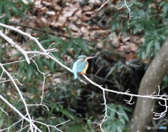 カワセミさん。
