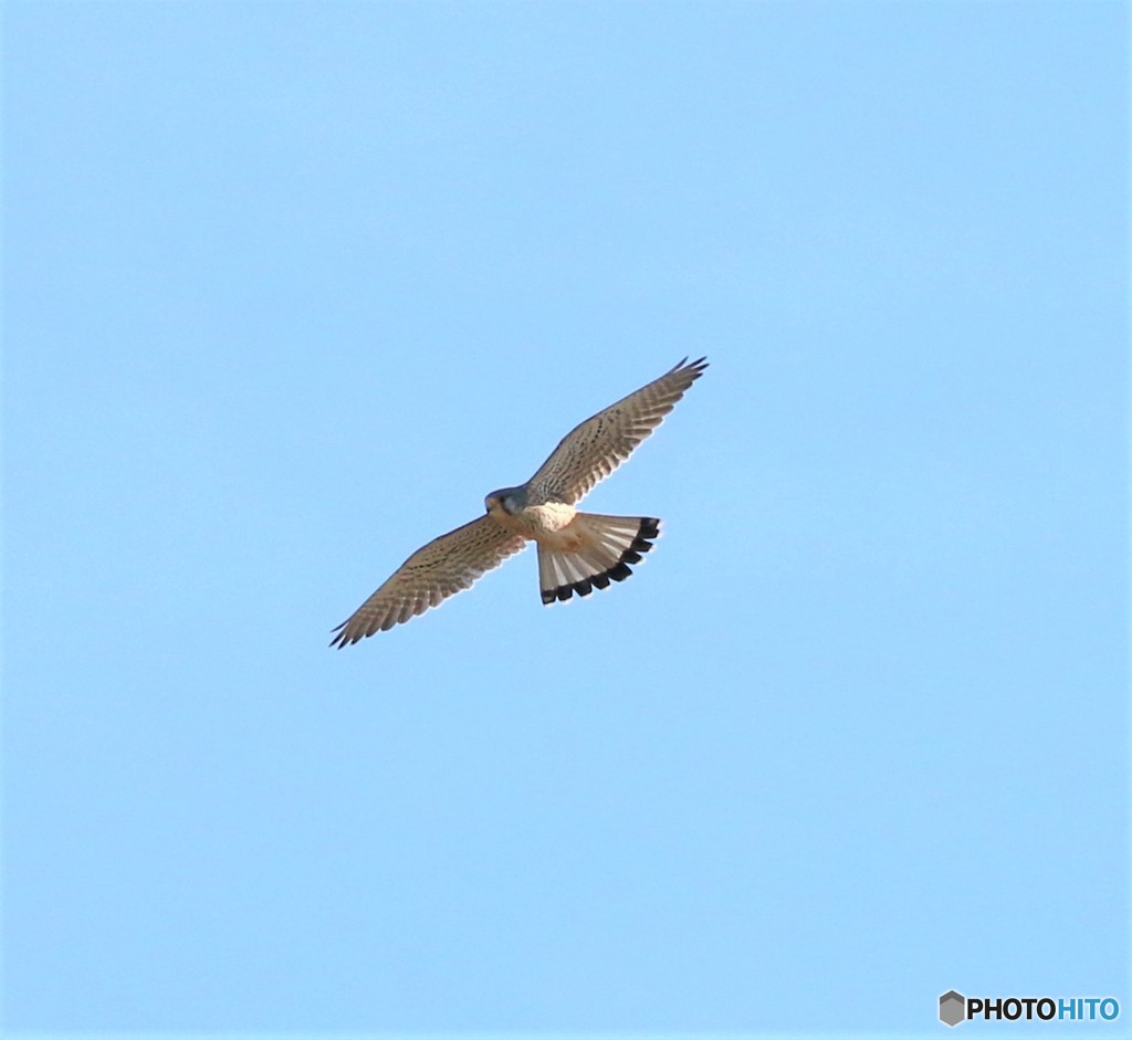 チョウゲンボウさん。