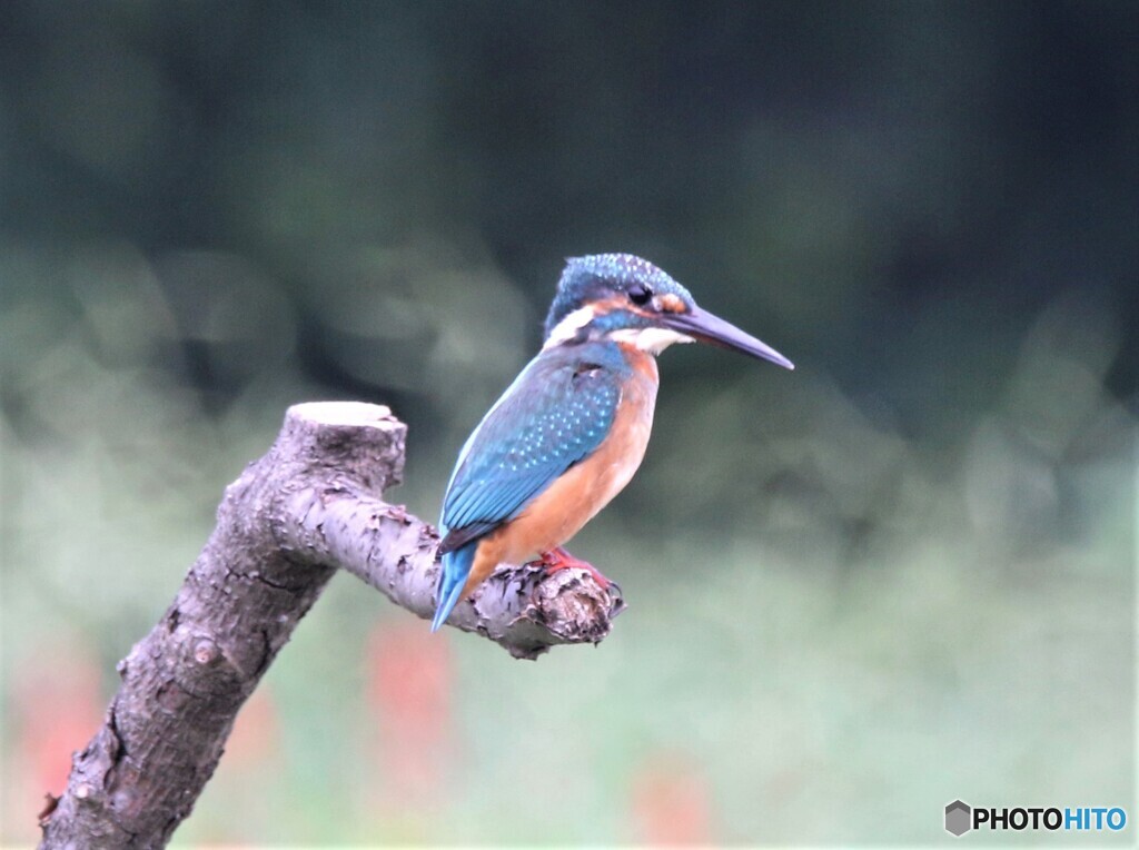 カワセミさん。