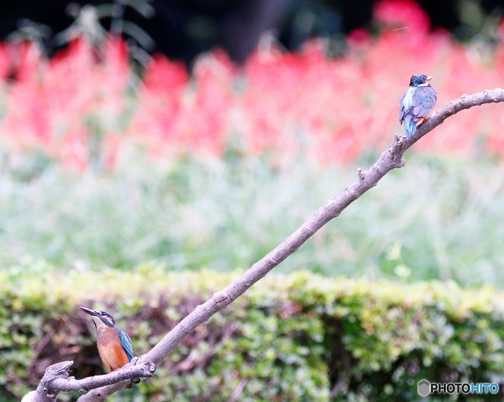 カワセミさん。