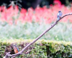 カワセミさん。