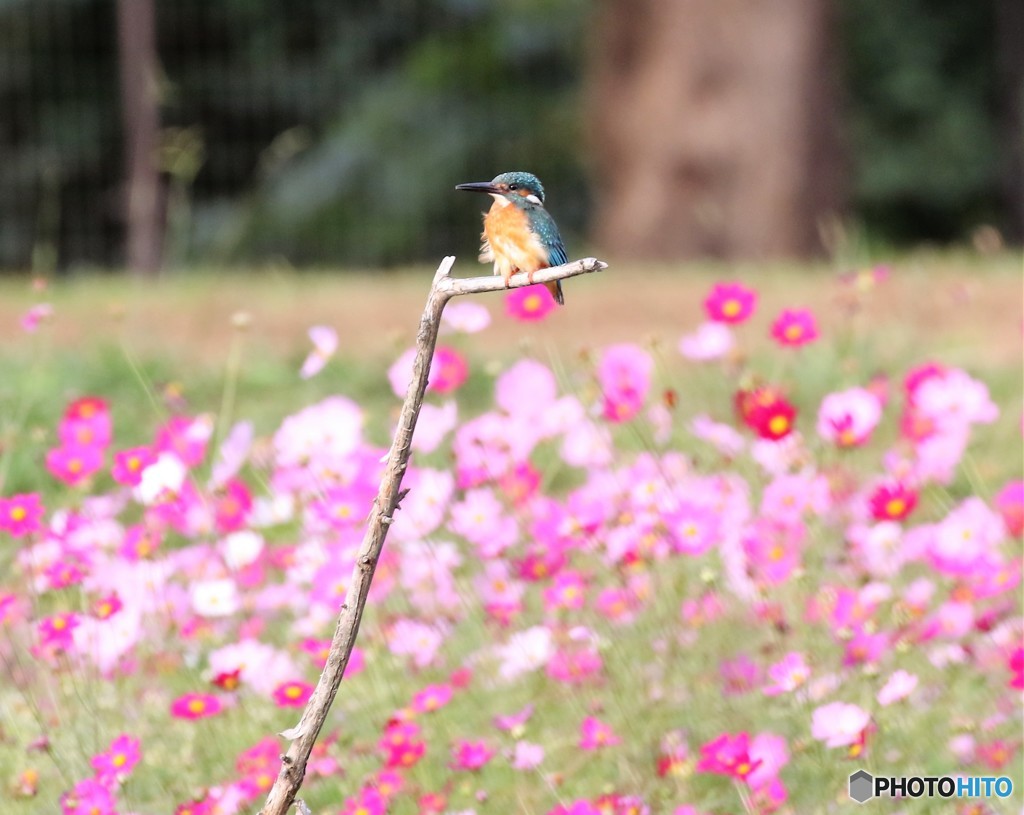 カワセミさん。