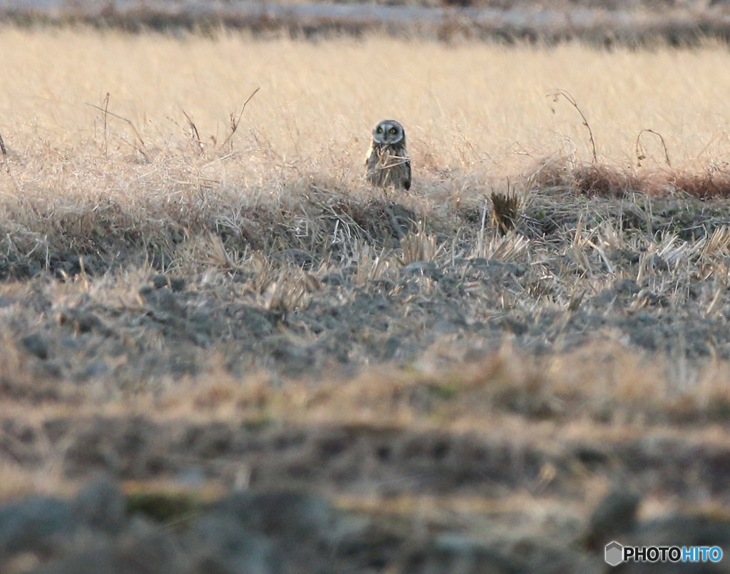 コミミズクさん。