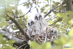 トラフズクさんのヒナ。