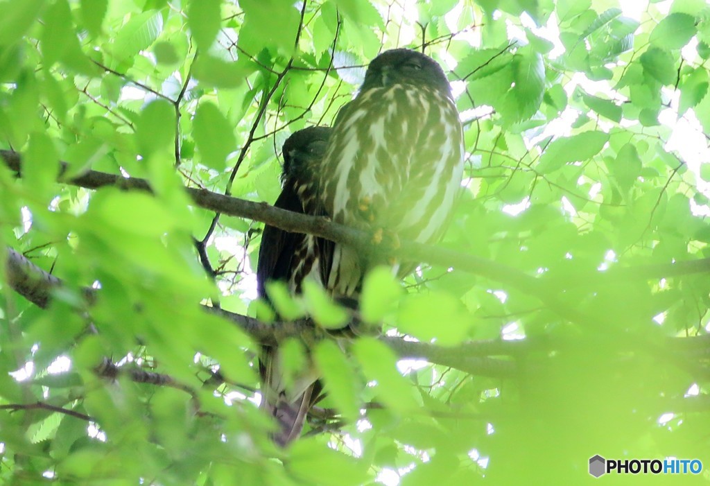 アオバズクさんのペア
