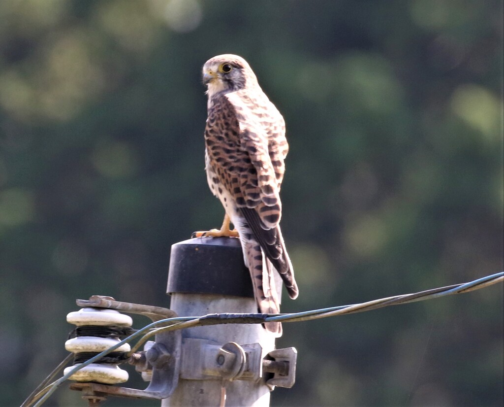 チョウゲンボウさん。