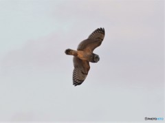 コミミズクさん。