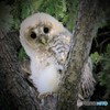 Ｋ市のフクロウさんのヒナ１番子。