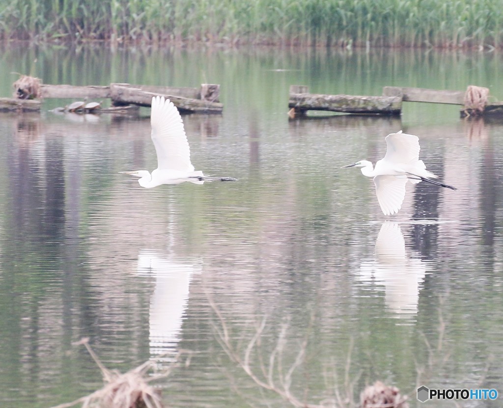 ダイサギさん。