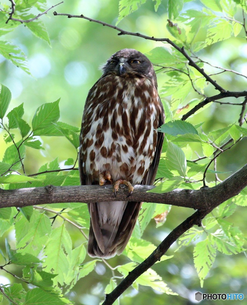 アオバズクくん。