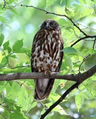 アオバズクくん。
