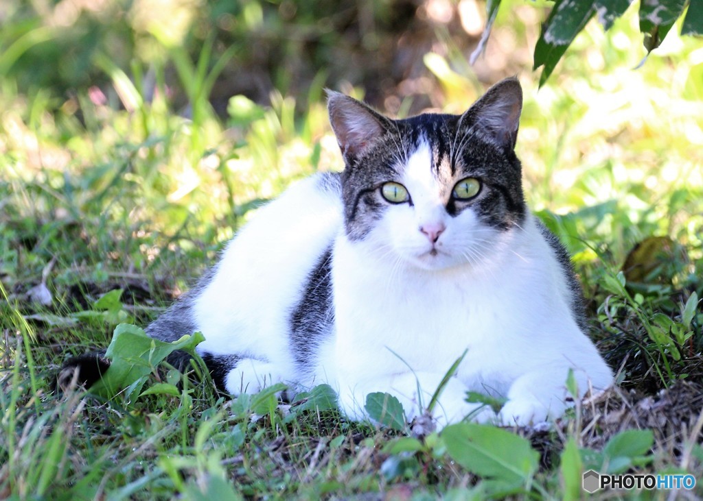 公園のネコさん。