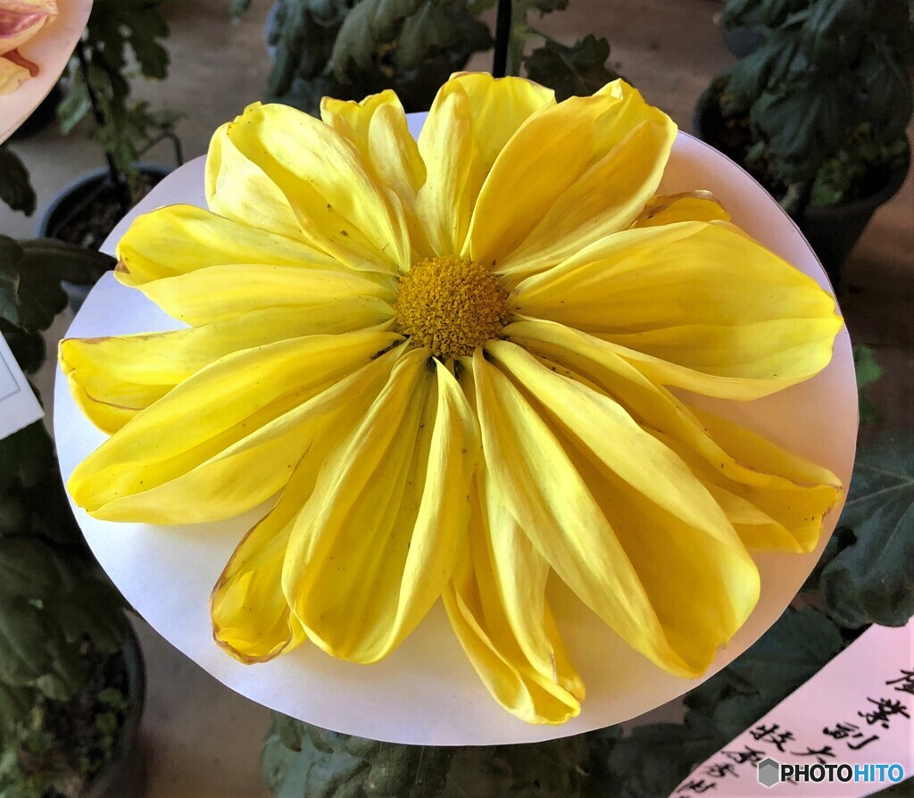 菊