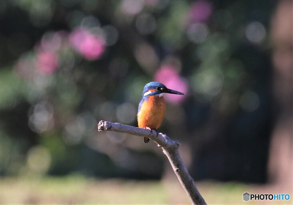 カワセミさん。