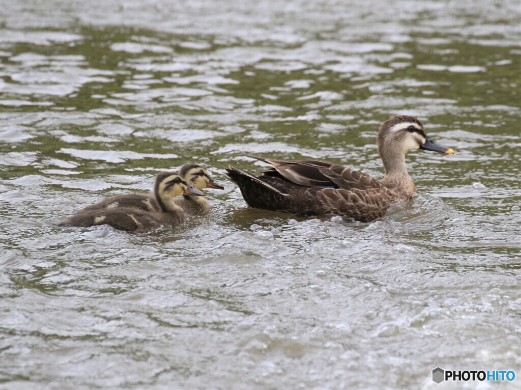 カルガモさんの親子。