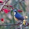 紅梅にルリビタキさん。