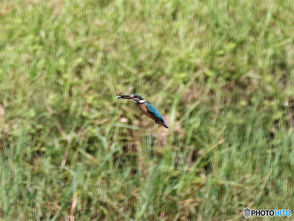 カワセミくん。