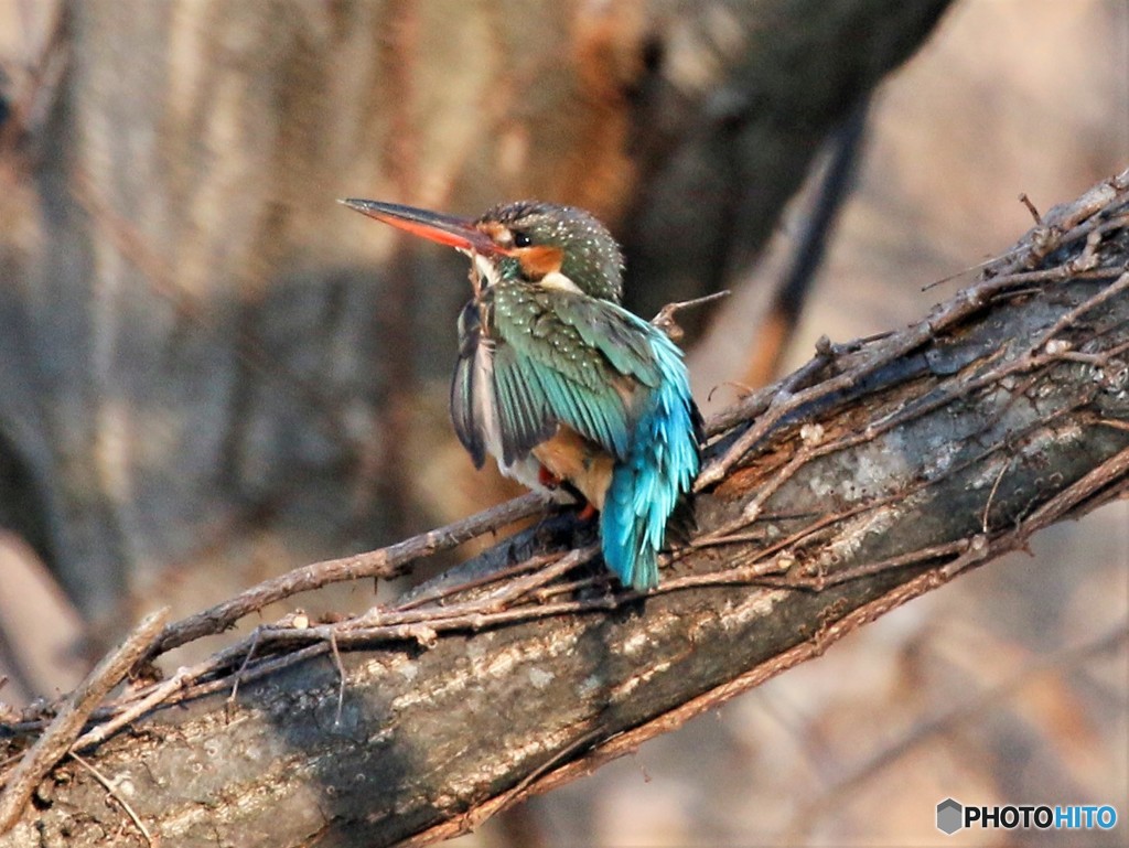 疲れた、カワセミさん。