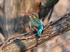 疲れた、カワセミさん。