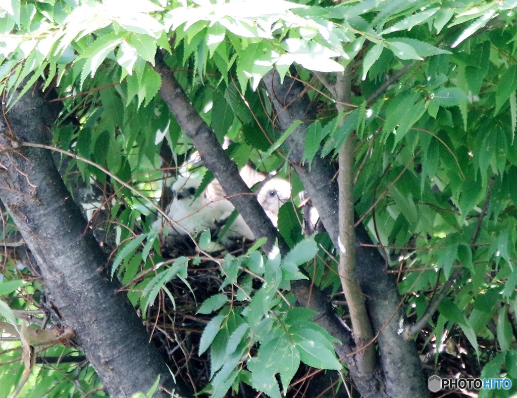 ツミさんのヒナ。