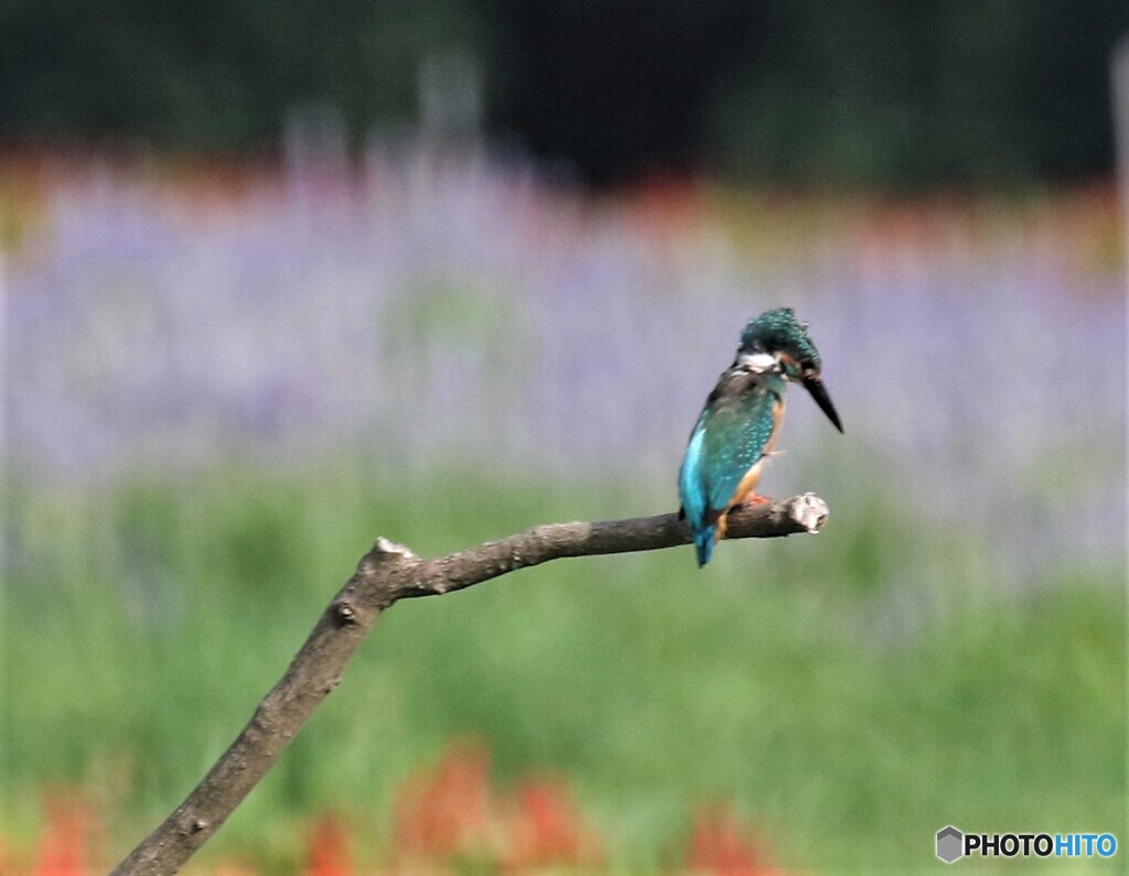 ブルーサルビアにカワセミさん。