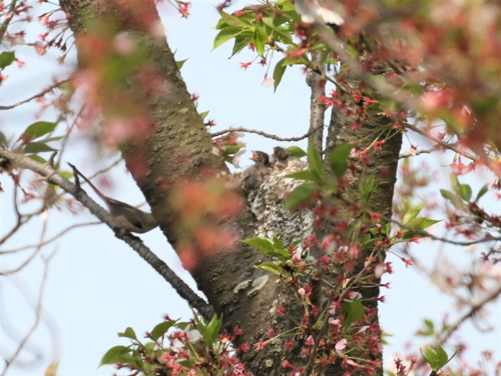 子育て中です。
