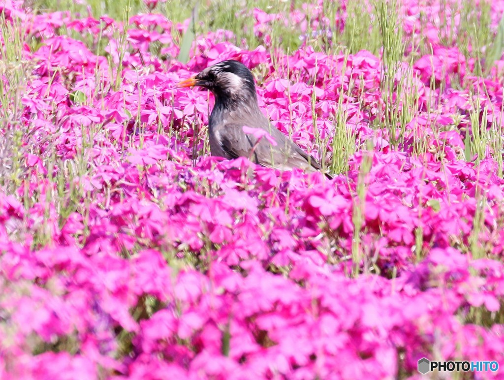 ムクドリさんと芝桜。