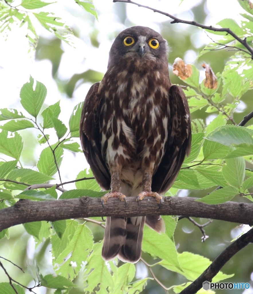 アオバズクくん。