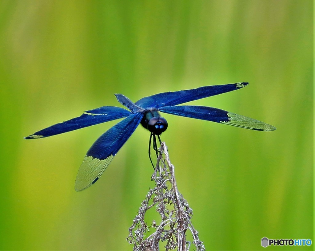 トンボさん・①