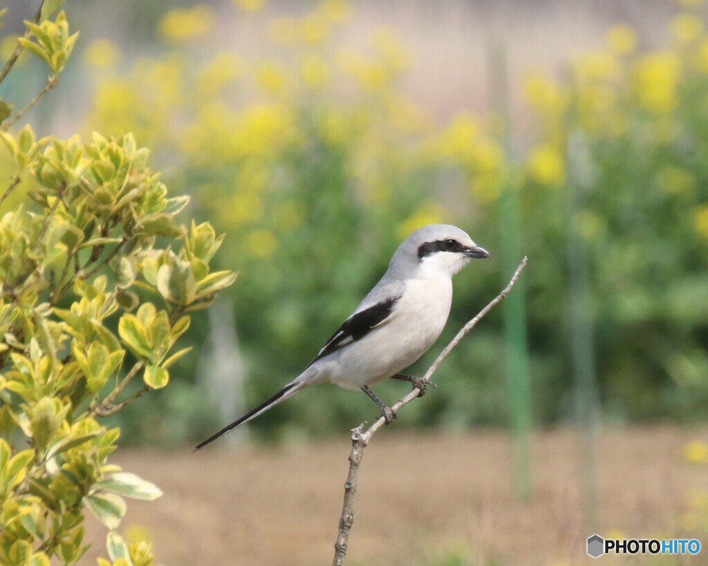 オオカラモズさん。