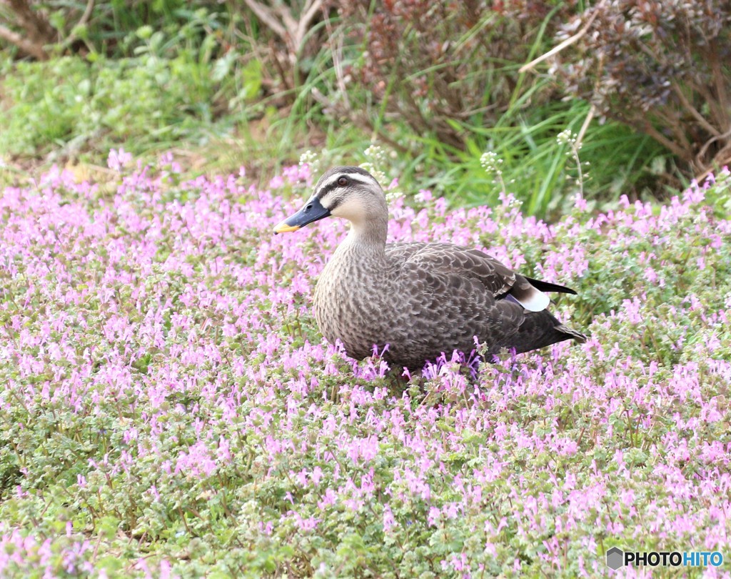 カルガモさん。
