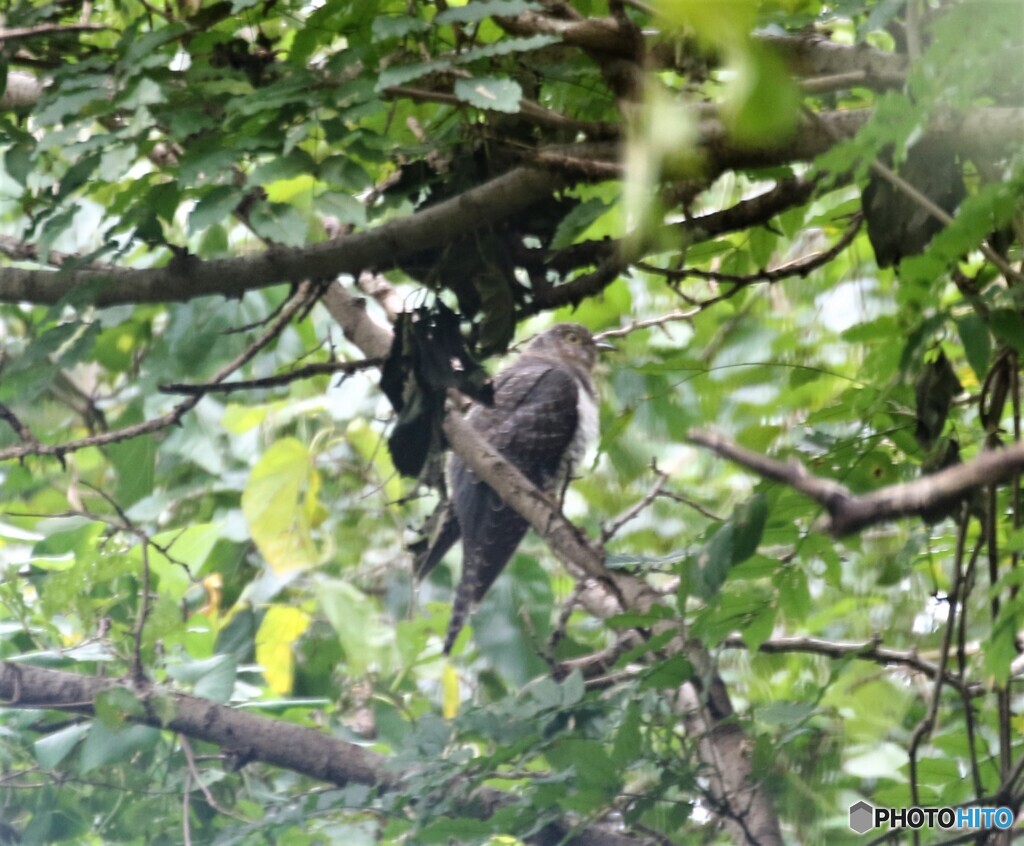 枝被りのカッコウ科の野鳥さん。